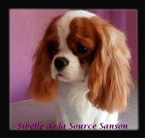 Sibelle De La Source Sanson